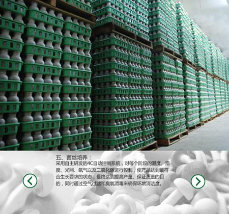 食用菌臭氧消毒設(shè)備