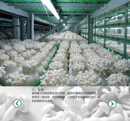 臭氧發(fā)生器應(yīng)用